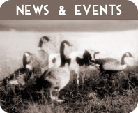 News & Events